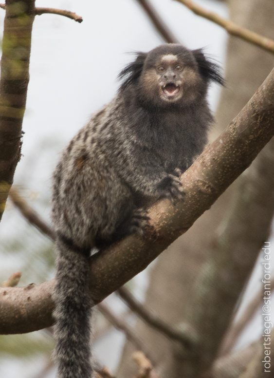 marmoset